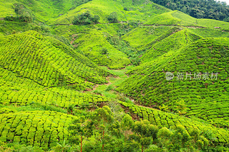 山上的茶园Sungei Palas